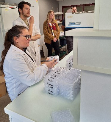 Virusn&auml;ytteit&auml; kennoissa valmiina ELISA testi&auml; varten.