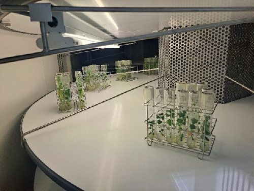 Mikrolis&auml;yksess&auml; olevia perunalajikkeita.