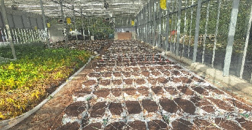 Tuotantoa kasvihuoneen sis&auml;lt&auml;.