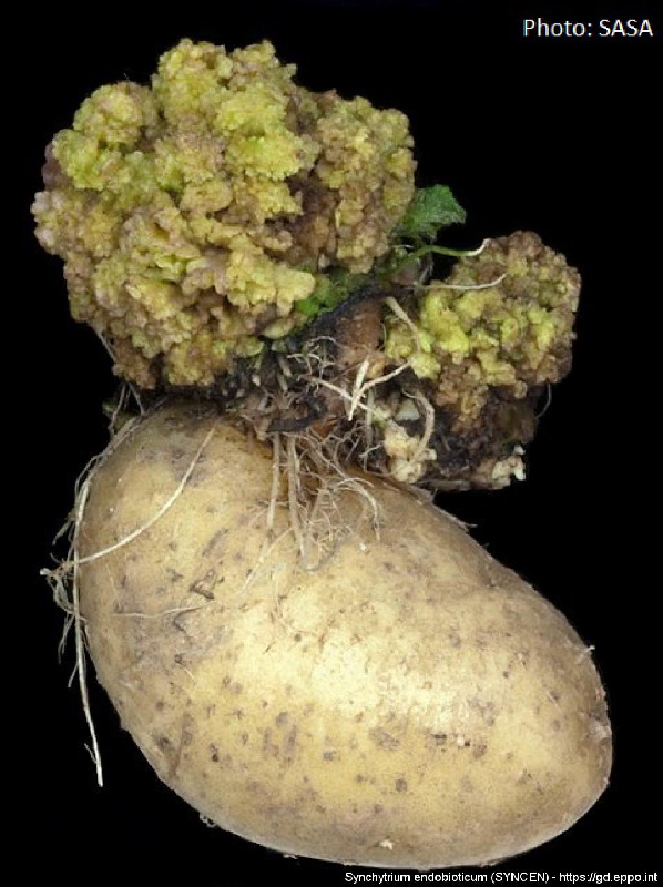 _Perunasy&ouml;p&auml; EPPO.jpg