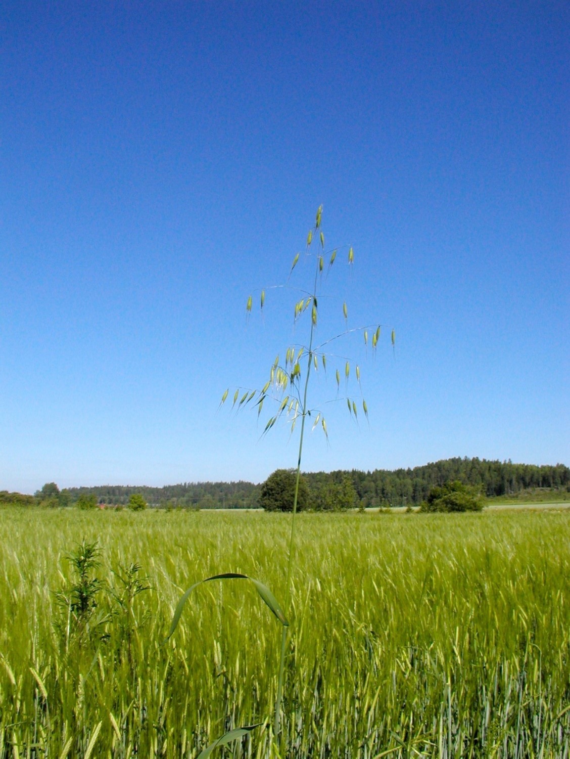 Yksitt&auml;inen hukkakaura kasvustossa