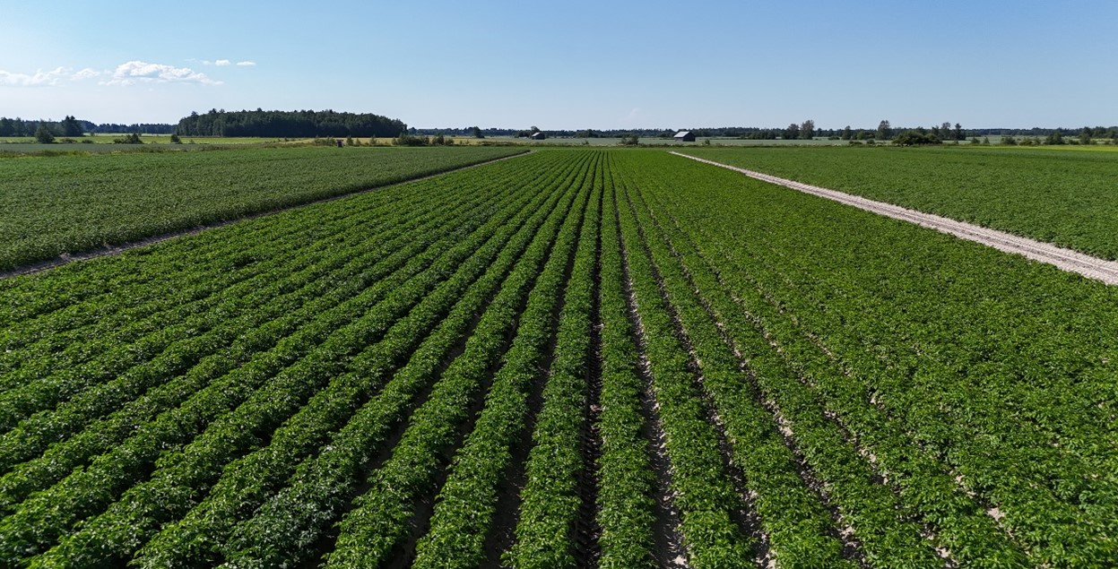 Kuva 3. Siemenperunaviljelys droonin silmin. &copy; Anu Kankaala, SPK