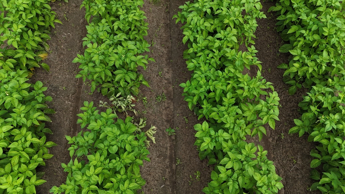 Kuva 4 Tautinen kasviyksil&ouml; (perunan seittirupi) droonin silmin kuvattuna. &copy;Anu Kankaala, SPK