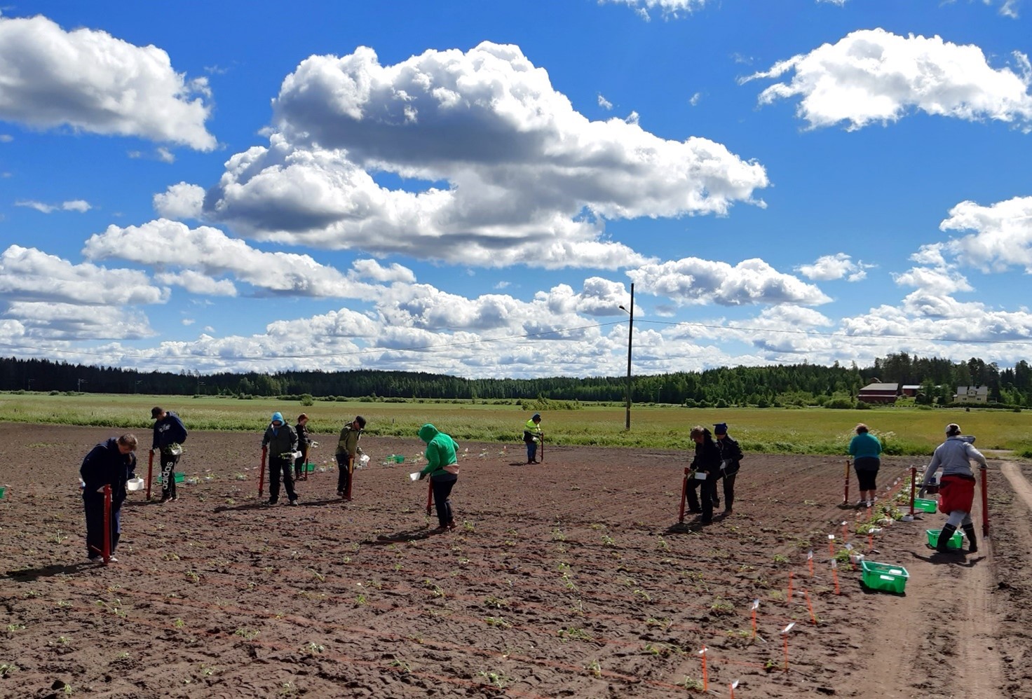 Heinien ja apiloiden DUS-testauksessa tarvitaan kasviyksil&ouml;it&auml; mittauksia varten. Yksil&ouml;taimet istutetaan koekent&auml;lle mets&auml;nistutusputkilla.