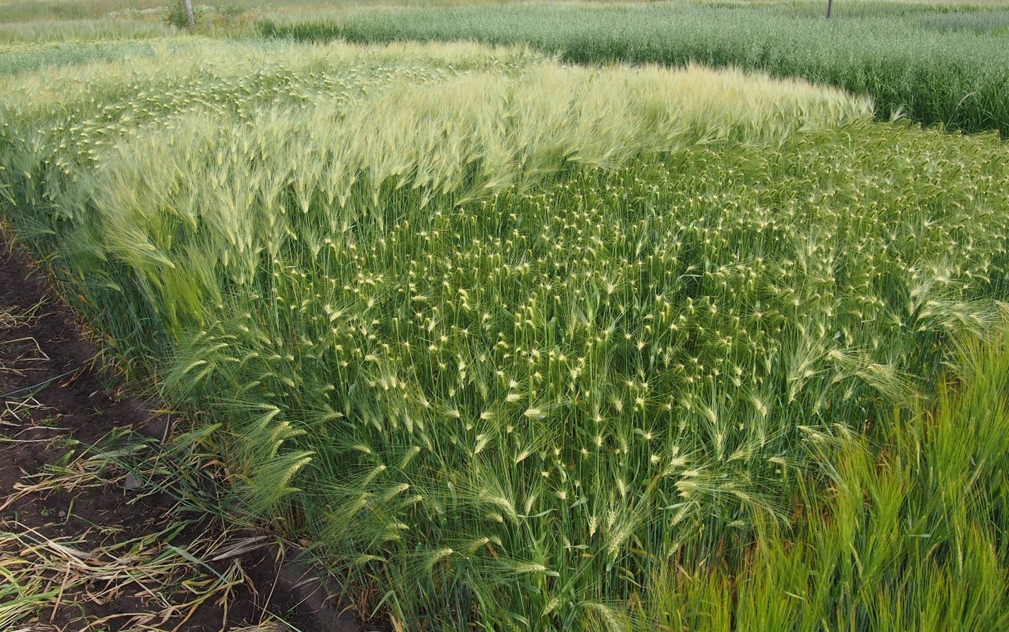 Ohran lajikkeita koekent&auml;ll&auml;.