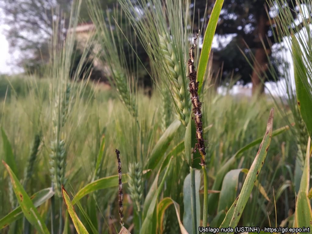 Ohranlentonoki ohrant&auml;hk&auml;ss&auml;.jpg