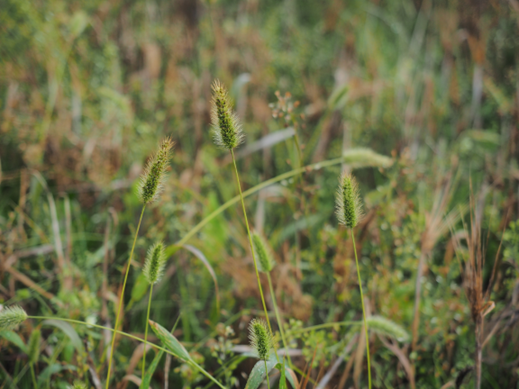 Viherpantahein&auml;&auml; kasvamassa.