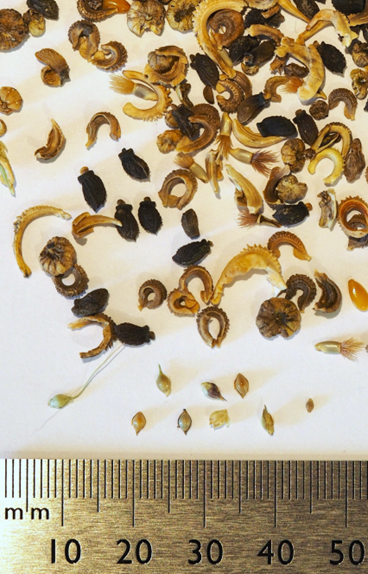 Siemenseoksessa sinne kuulumattomia lajeja. Alimpana 8 kpl rikkakananhirssi&auml; ja oikealla 1 kpl viherpantahein&auml;&auml;.