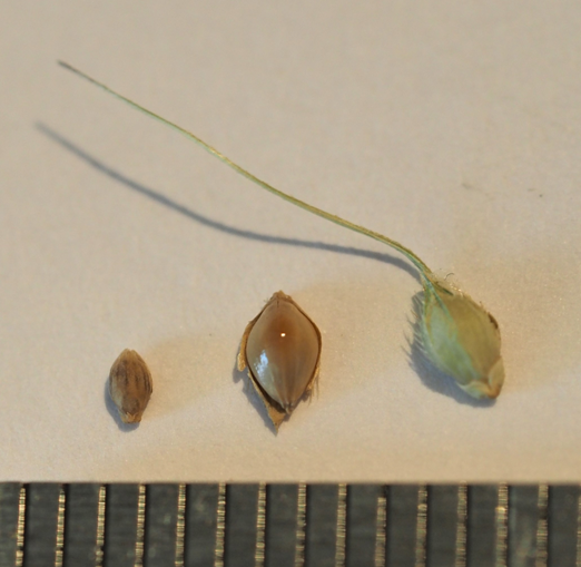 Viherpantahein&auml;n siemen on rikkakananhirssin siement&auml; pienempi. Leveys sill&auml; on noin 1 mm. Keskell&auml; on kuoriutunut rikkakananhirssin siemen ja oikealla kuorellinen siemen, jossa on vihne ja t&auml;hkyl&auml;n pinnalla erottuu karvoja.