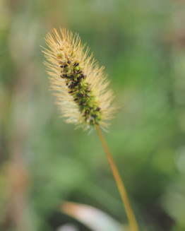 Viherpantahein&auml;n t&auml;hki&auml;, joissa jo tummempia tuleentuneita siemeni&auml;.