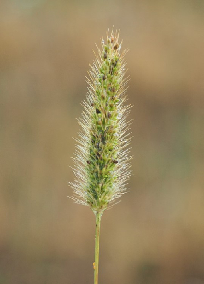 Viherpantahein&auml;n t&auml;hki&auml;, joissa jo tummempia tuleentuneita siemeni&auml;.
