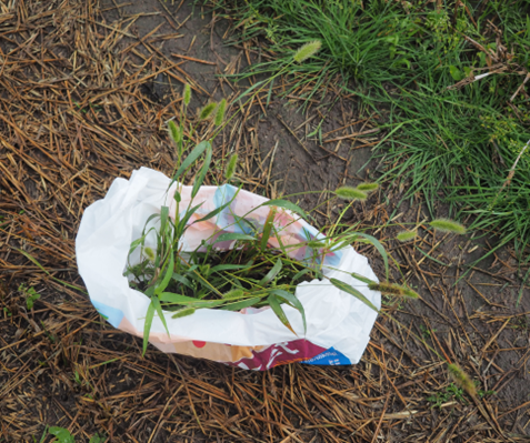 Muovipussissa viherpantahein&auml;&auml;.