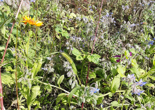 Yksitt&auml;inen viherpantahein&auml; koristeellisen seoksen keskell&auml;.