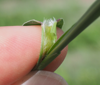 Viherpantahein&auml;n kieleke kietaistuna sormen ymp&auml;rille. N&auml;kyviss&auml; vaaleita karvoja.