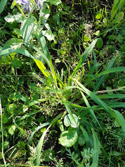 Rikkakananhirssin kukinto, r&ouml;yhyss&auml; on kymmeni&auml; siemeni&auml;.