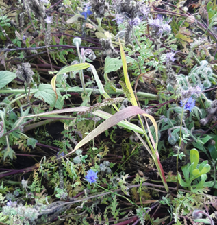 Rikkakananhirssin kukinto, r&ouml;yhyss&auml; on kymmeni&auml; siemeni&auml;.
