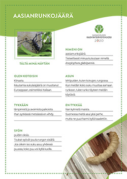 Aasianrunkoj&auml;&auml;r&auml;_julisteA3_250.jpg