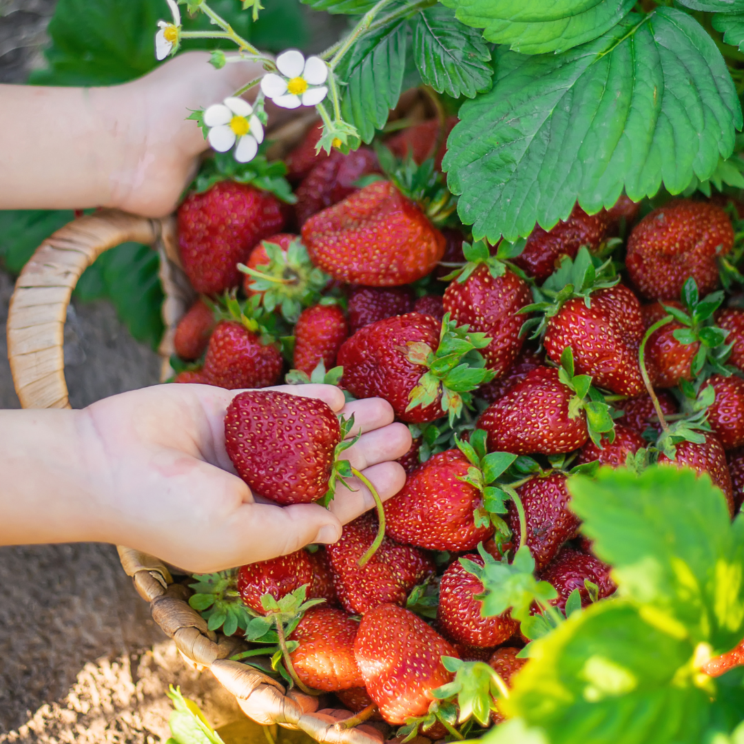 Mansikoita astiassa.