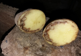 Perunan vaalearengasm&auml;d&auml;n oireena mukulan johtoj&auml;nnesolukosta pursuava bakteerilima. Kuva: Markku Jokikokko, Ruokavirasto