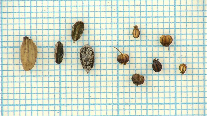 Sprängörtens frön jämförda med kvannens