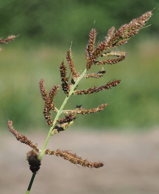 Rikkakananhirssin kukinto