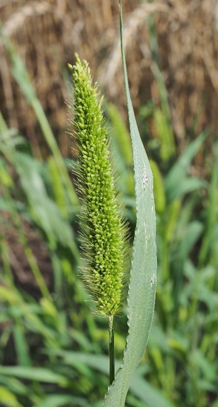 Viherpantahein&auml;n kukinto