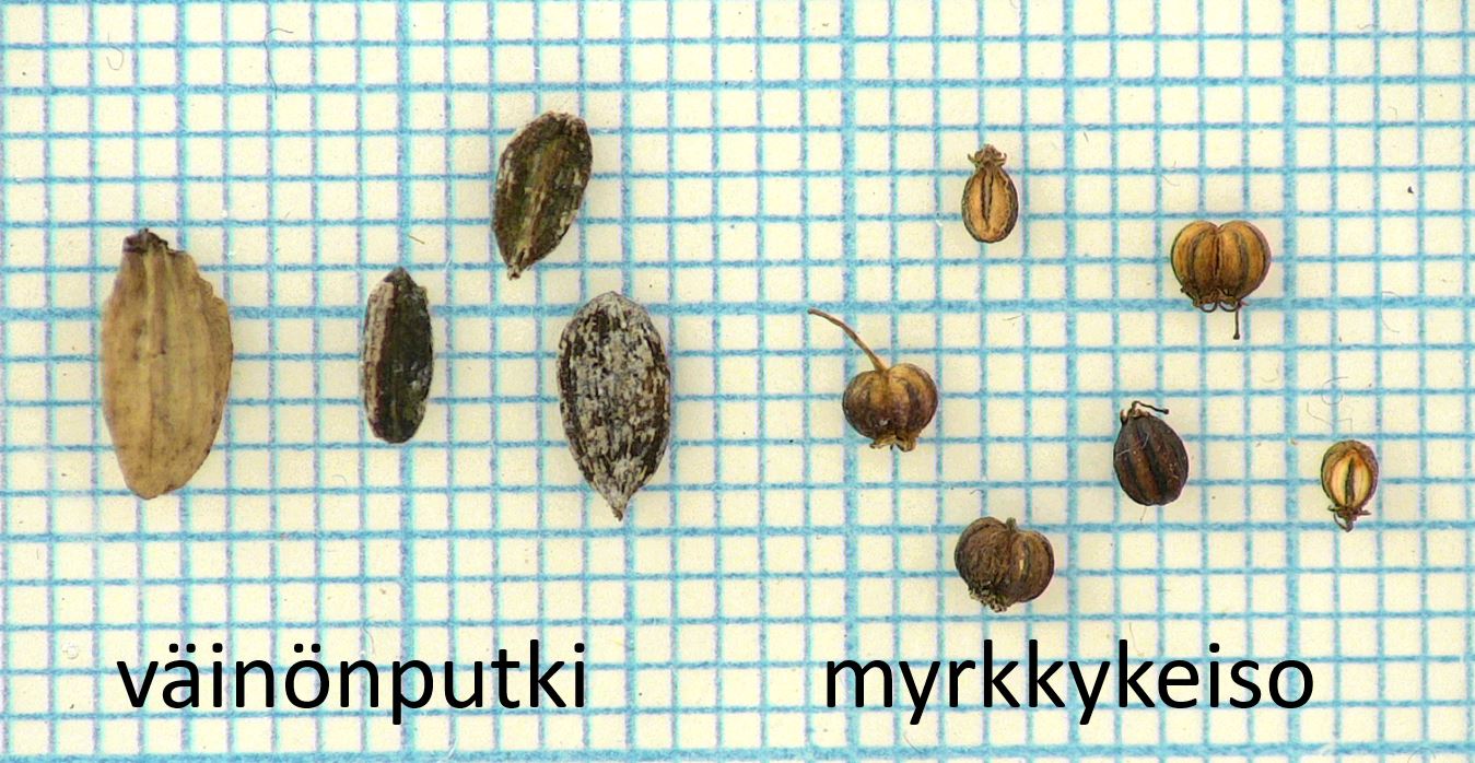 V&auml;in&ouml;nputken ja myrkkykeison siemenet