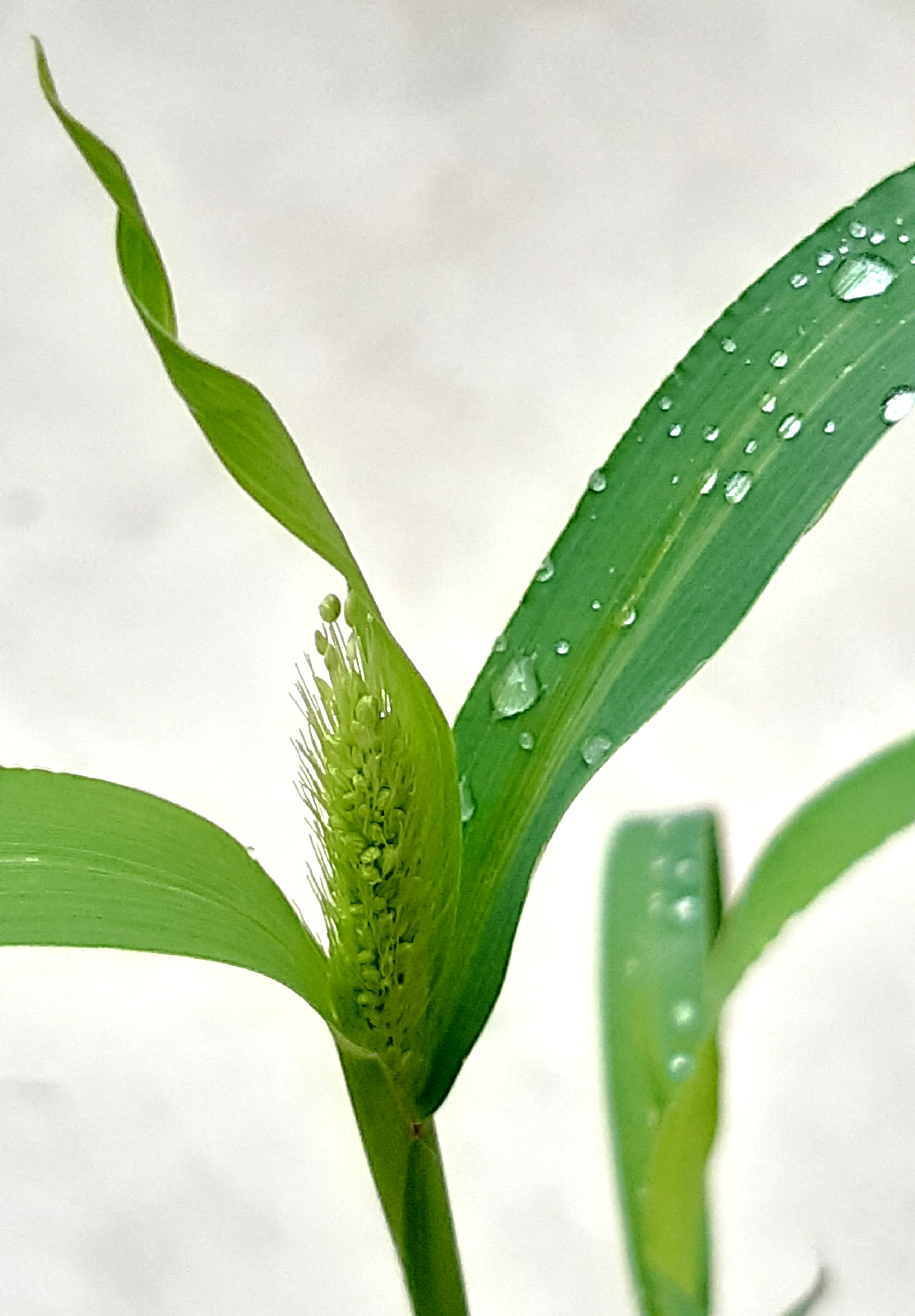 viherpantahein&auml; kukinto esill&auml; 3.jpg