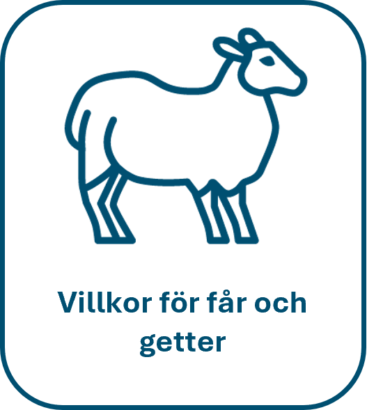 Fårikon och texten villkor för får och getter