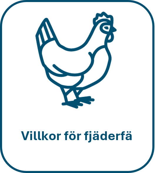 Hönsikon och texten villkor för fjäderfä