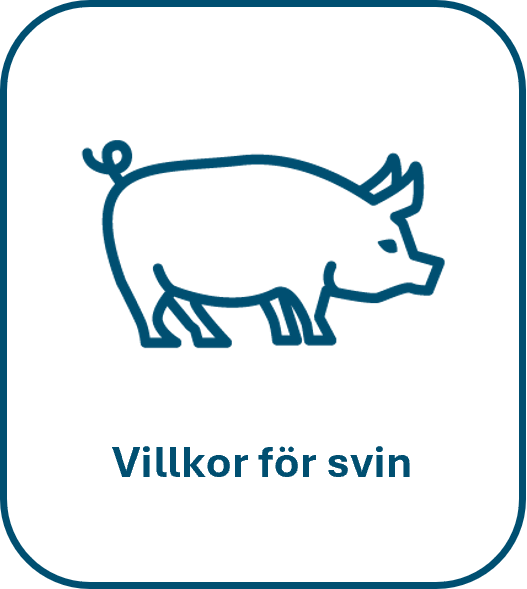 Svinikon och texten villkor för svin