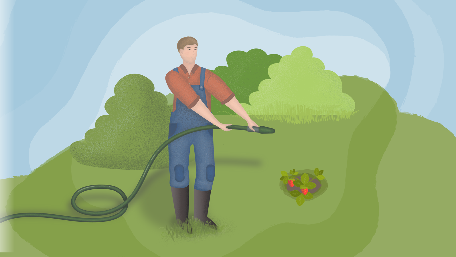 Maanviljelij&auml; kastelee peltoa muovisella letkulla.