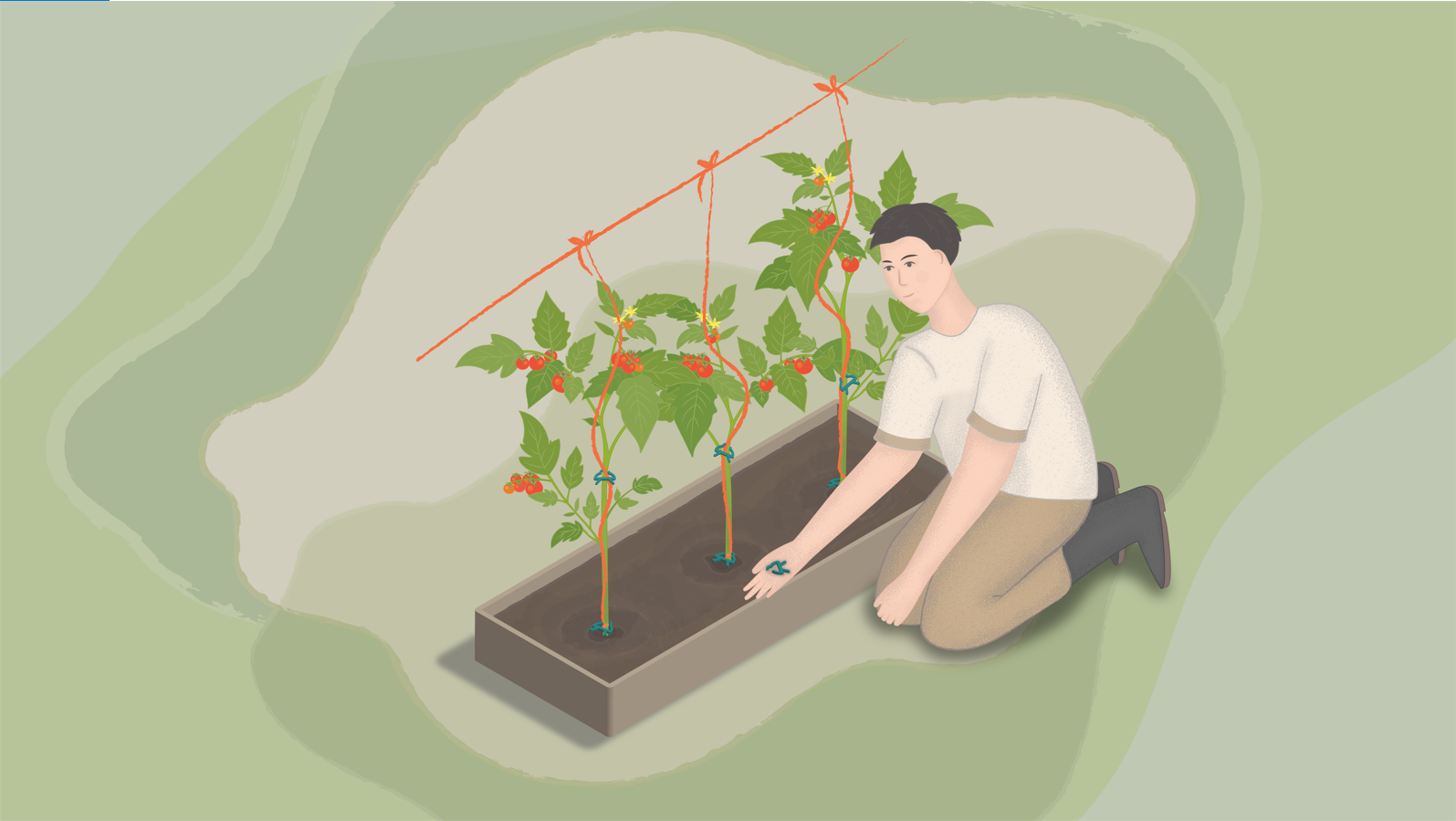 Puutarhuri on kumartunut tomaatti-istutuksen viereen ja pit&auml;&auml; k&auml;dess&auml;&auml;n muovisia tukiklipsej&auml;.