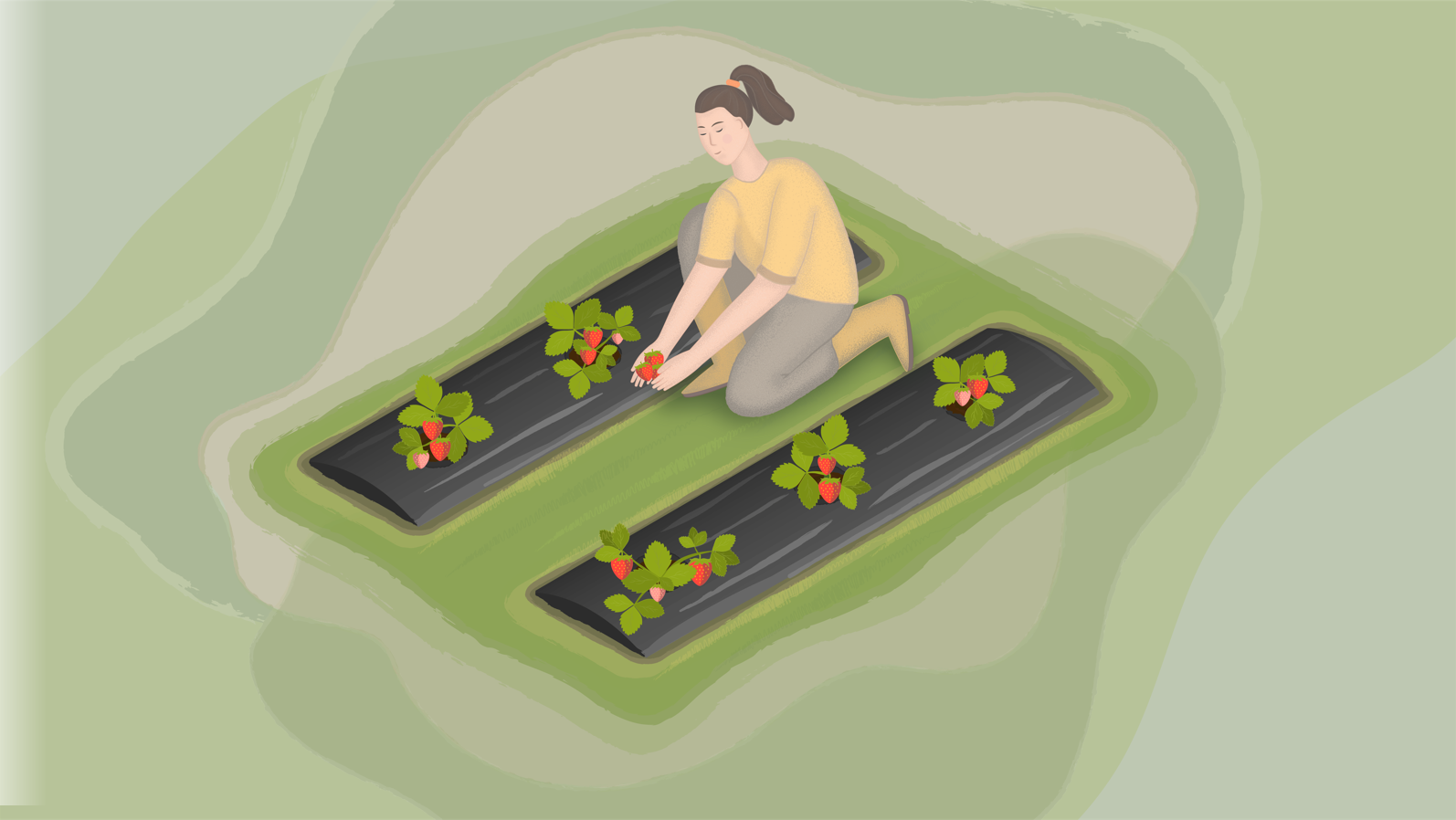 Puutarhuri on kumartunut katemuovilla päällystetyn mansikkaistutuksen ylle.