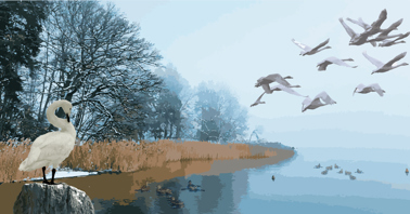 Usein kysyttyä lintuinfluenssasta