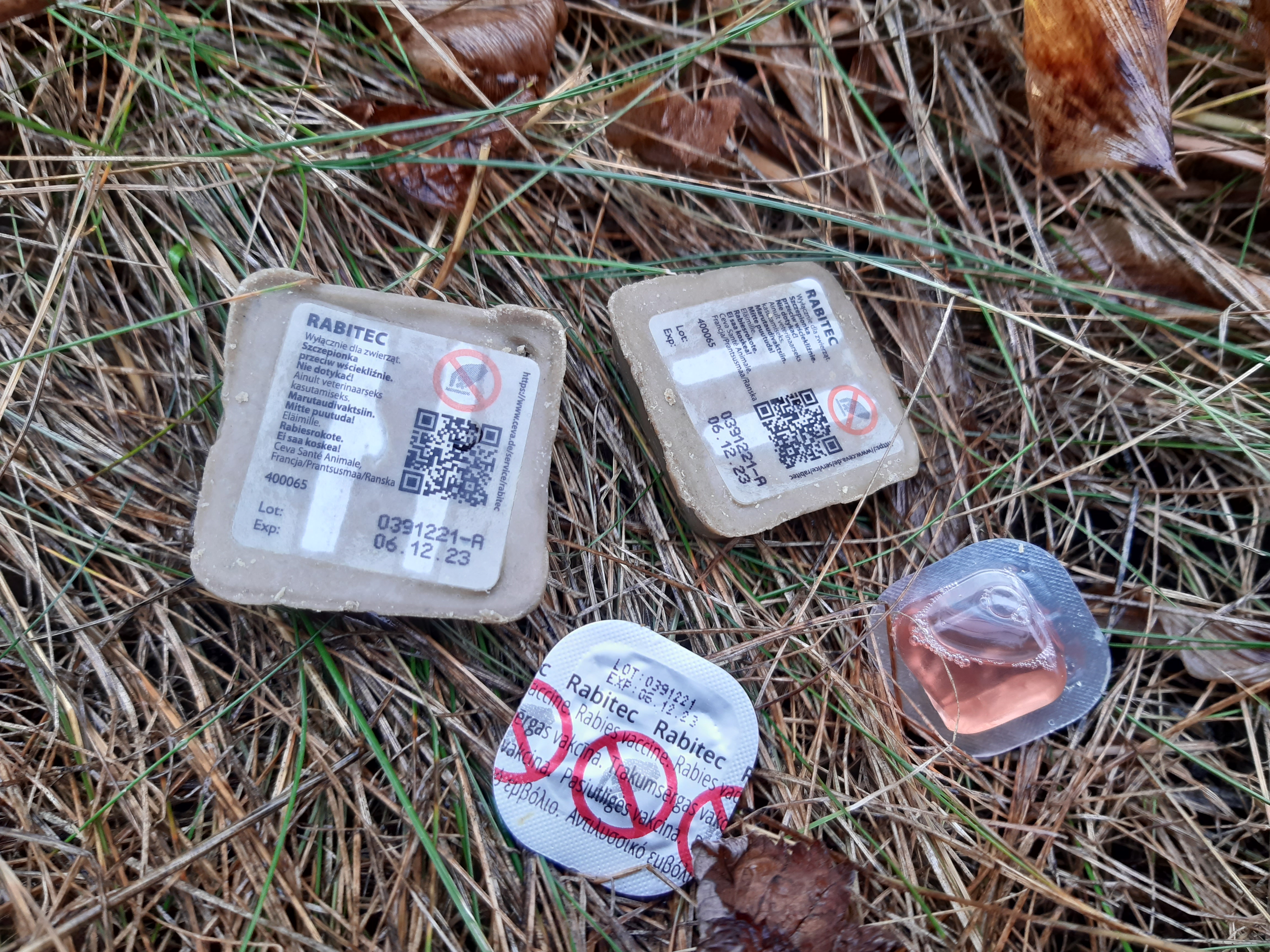 Rabitec sy&ouml;ttirokote maassa.