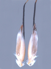 Fatuoidin jyvi&auml;.