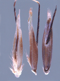 Hukkakauran jyvi&auml;.