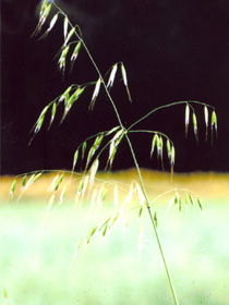 Hukkakauran r&ouml;yhy.