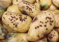 perunan kuoressa on tummia, syyl&auml;m&auml;isi&auml; rokkoja. 