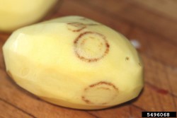 Tupakan rattle virus aiheuttaa korkkiutuneita mukulaan kehi&auml; tai kaaria. 