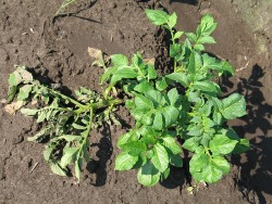 Tyvim&auml;t&auml; nuuduttaa ja kellastuttaa perunakasvin versoja.