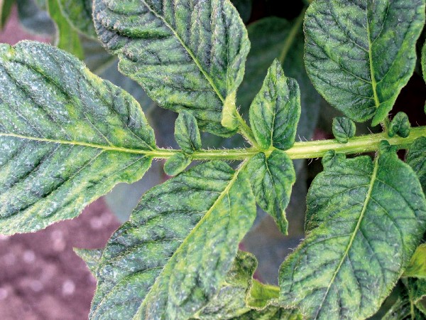 Perunan x-viruksen aiheuttamaa kirjavuutta perunan lehdell&auml;. 