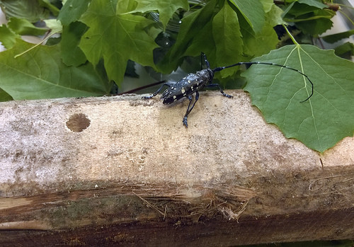 en asiatisk l&aring;nghorning