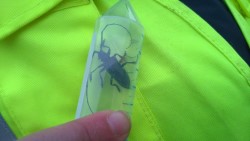 Suomessa kasvaneesta puusta l&ouml;ydetty aasianrunkoj&auml;&auml;r&auml; n&auml;yteputkessa.