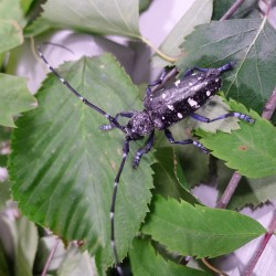 Pakkausmateriaalin mukana Suomeen kulkeutunut aasianrunkoj&auml;&auml;r&auml;