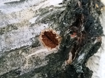 &Auml;ggl&auml;ggningsh&aring;l.