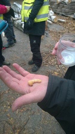 Aasianrunkoj&auml;&auml;r&auml;n toukka k&auml;dell&auml;.