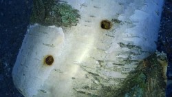 Aikuisen aasianrunkoj&auml;&auml;r&auml;n telemi&auml; ulostuloreiki&auml; koivun rungossa