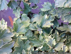 Viruksen aiheuttama kloroottinen vioitus krysanteemin lehdiss&auml; (suuri kuva).